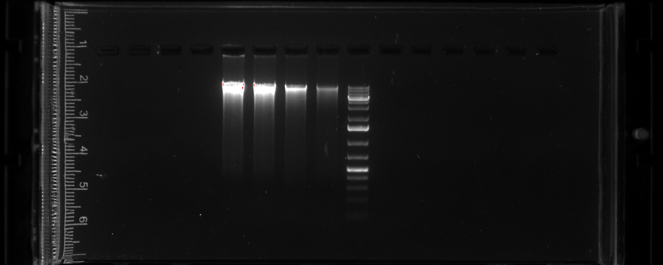 Agarosegel mit DNA-Banden