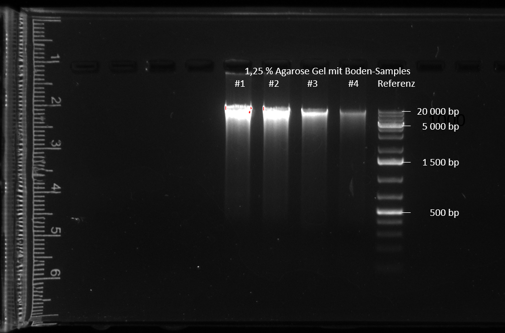 DNA-Banden auf einem Agarosegel