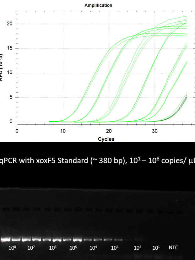 Graphische qPCR-Daten, Fluoreszenz pro Zyklus